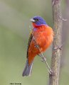 _B222752 painted bunting